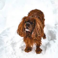 Cocker Spaniel inglés - Foto 8