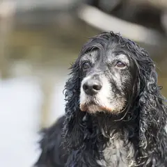 Cocker Spaniel inglés - Foto 9