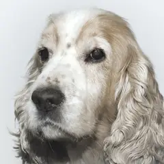 Cocker Spaniel inglés - Foto 10