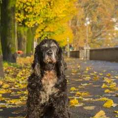 Cocker Spaniel inglés - Foto 11