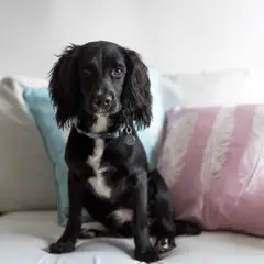 Cocker Spaniel inglés - Foto 12