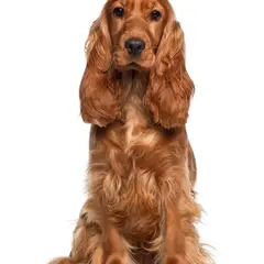 Cocker Spaniel inglés - Foto 13