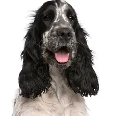 Cocker Spaniel inglés - Foto 14