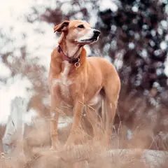 Ridgeback de Rodes - Foto 9