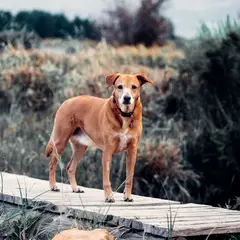 Ridgeback de Rodes - Foto 10