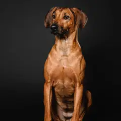 Ridgeback de Rodes - Foto 11
