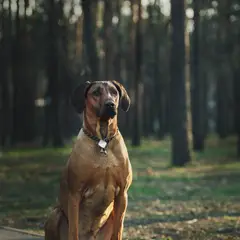 Ridgeback de Rodes - Foto 12