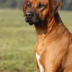 Ridgeback de Rodes - Foto 13