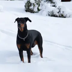 Dobermann - Photo 9