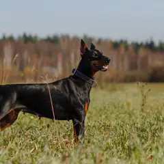 Dobermann - Photo 10