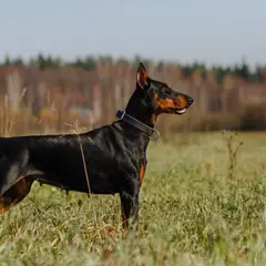 Dobermann - Photo 11