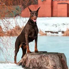 Dobermann - Photo 12