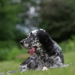 Engelse Setter - Foto 8