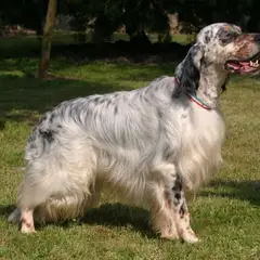 Engelse Setter - Foto 9