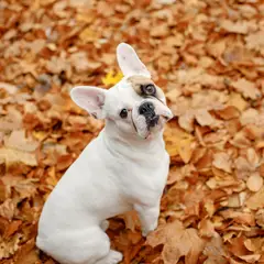Franse Bulldog - Foto 12