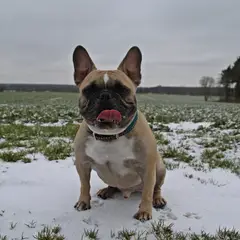 Franse Bulldog - Foto 13