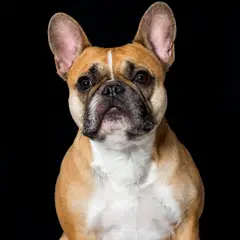 Franse Bulldog - Foto 14