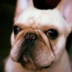 Franse Bulldog - Foto 15