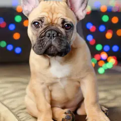Franse Bulldog - Foto 16