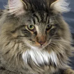 Norwegische Waldkatze - Foto 9