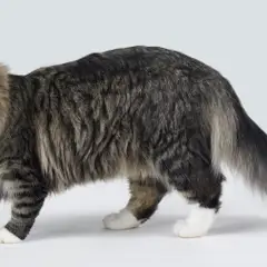 Norwegische Waldkatze - Foto 10