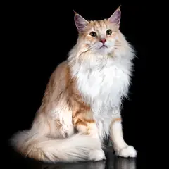 Norwegische Waldkatze - Foto 12