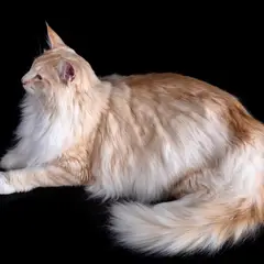 Norwegische Waldkatze - Foto 13