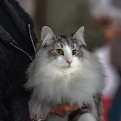 Norwegische Waldkatze - Foto 14