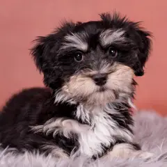 Havanese - Photo 9