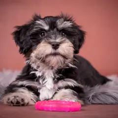 Havanese - Photo 10