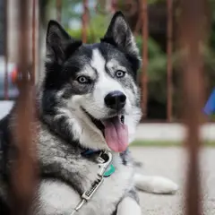 Husky Siberiano - Foto 11