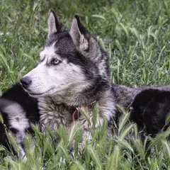 Husky Siberiano - Foto 12