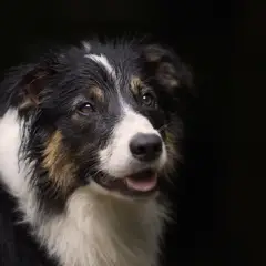 Border Collie - Foto 14