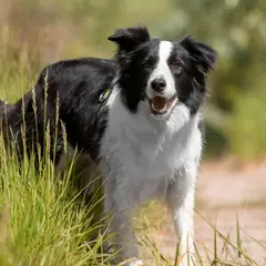 Border Collie - Foto 15