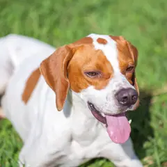 Pointer anglais - Photo 7