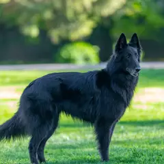 Berger belge Groenendael - Photo 6