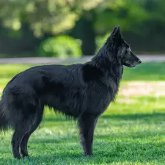 Berger belge Groenendael - Photo 7