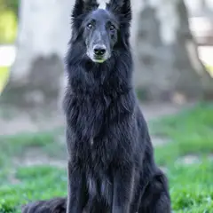Berger belge Groenendael - Photo 8