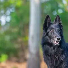 Berger belge Groenendael - Photo 9
