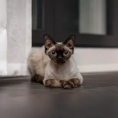 Devon rex - Photo 7