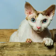 Devon rex - Photo 8