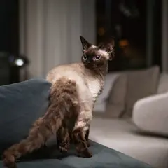 Devon rex - Photo 9
