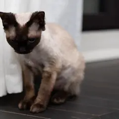 Devon rex - Photo 10