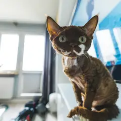 Devon rex - Photo 11
