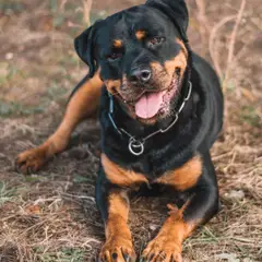 Rottweiler - Photo 8