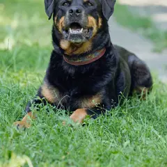 Rottweiler - Photo 9