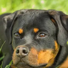 Rottweiler - Photo 10
