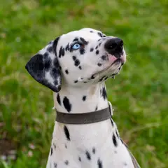 Dalmatien - Photo 8
