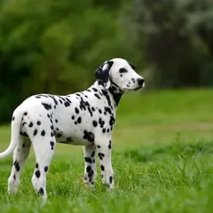 Dalmatien - Photo 9