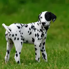 Dalmatien - Photo 10